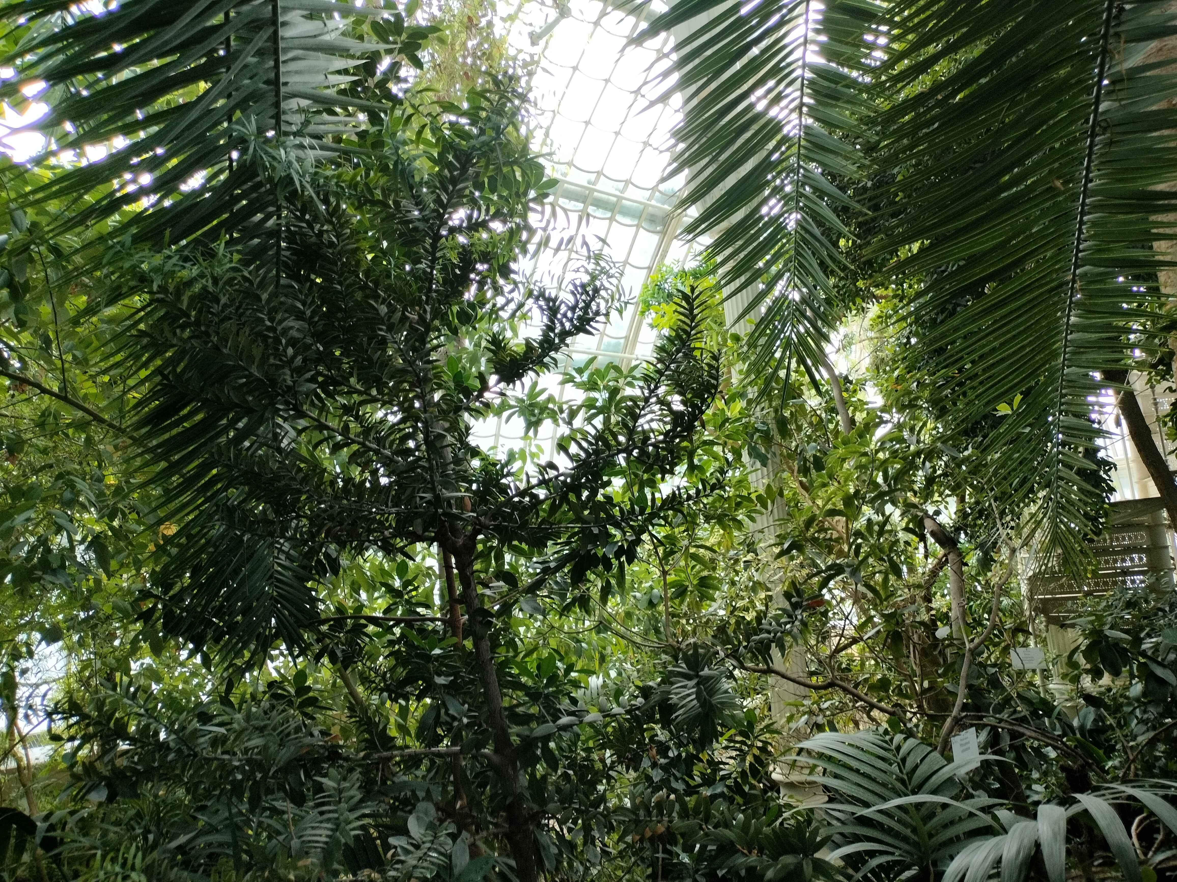 Palm Shrubbery In Monument